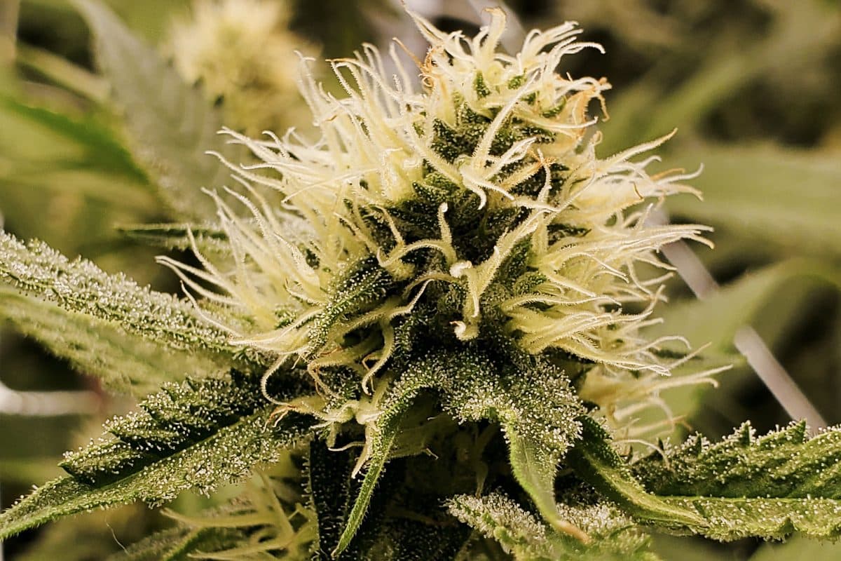 Cogollo de cannabis medicinal en primer plano, cubierto de tricomas — cultivo propio de HyperLeaf